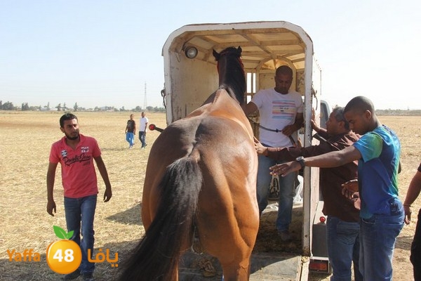 horse race 0602 (24).JPG